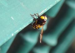 Volucella elegans