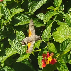 Macroglossum stellatarum