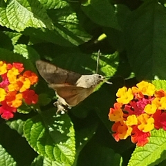 Macroglossum stellatarum