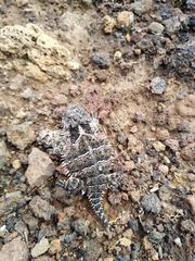 Phrynosoma orbiculare