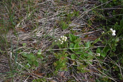 Antennaria racemosa