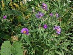 Symphyotrichum novae-angliae