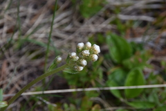Antennaria racemosa