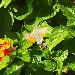 Macroglossum stellatarum