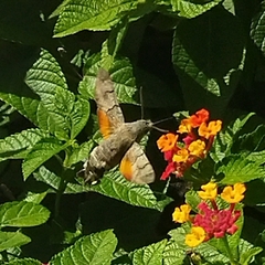 Macroglossum stellatarum