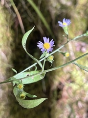 Symphyotrichum anomalum