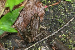 Lithobates sphenocephalus