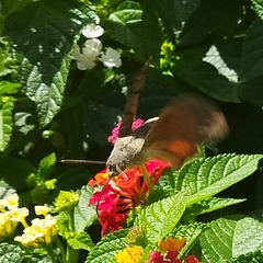 Macroglossum stellatarum