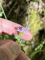 Symphyotrichum anomalum