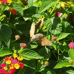 Macroglossum stellatarum
