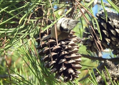 Lophophanes cristatus