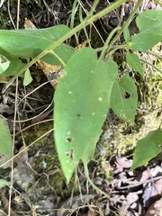 Symphyotrichum anomalum