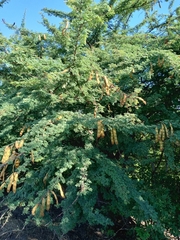 Havardia acatlensis