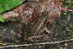 Lithobates sphenocephalus