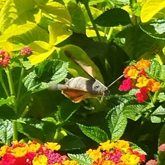 Macroglossum stellatarum