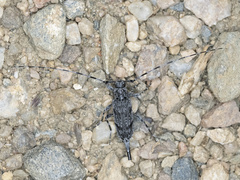 Acanthocinus obliquus