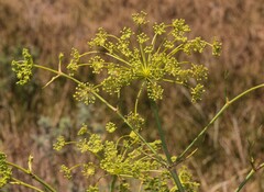 Peucedanum officinale