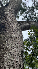Anolis equestris