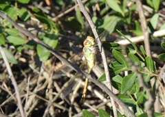 Anax ephippiger
