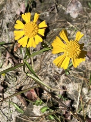Helenium virginicum