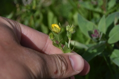 Potentilla pensylvanica pensylvanica