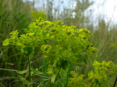 Euphorbia seguieriana