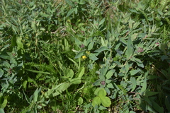 Potentilla pensylvanica pensylvanica