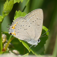 Satyrium acadica