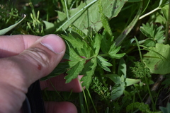Potentilla pensylvanica pensylvanica