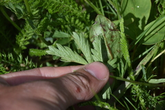 Potentilla pensylvanica pensylvanica