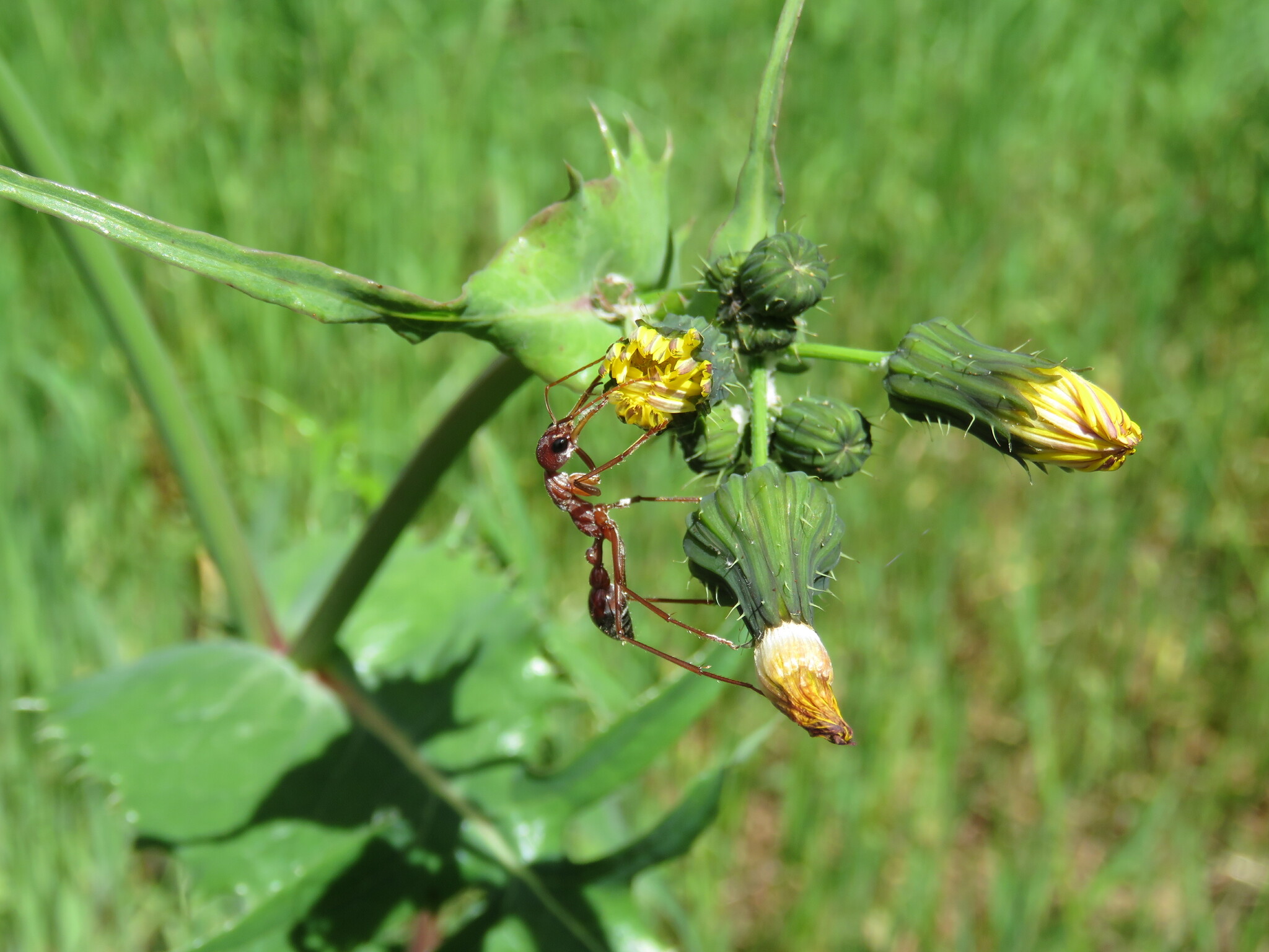Myrmecia gratiosa
