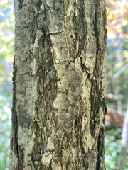 Quercus lyrata