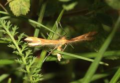 Marasmarcha lunaedactyla