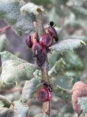 Disholcaspis prehensa