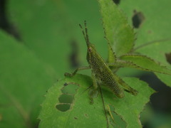 Sphenarium