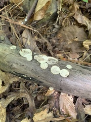 Trametes conchifer