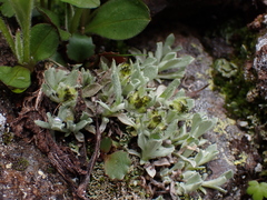Antennaria