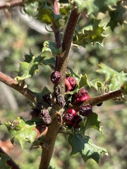 Disholcaspis prehensa