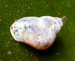 Phasianella australis