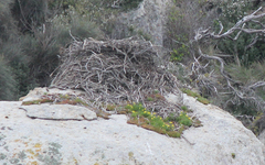 Haliaeetus leucogaster