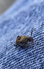 Penthobruchus germaini