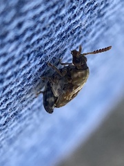 Penthobruchus germaini