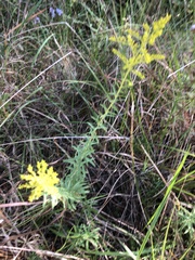 Solidago tortifolia