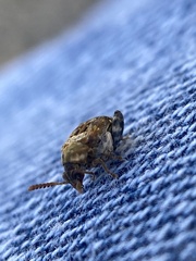 Penthobruchus germaini