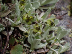 Antennaria