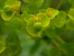 Euphorbia seguieriana
