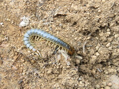 Cormocephalus
