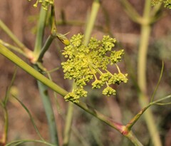 Peucedanum officinale