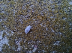 Coccinellidae