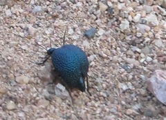 Cysteodemus wislizeni